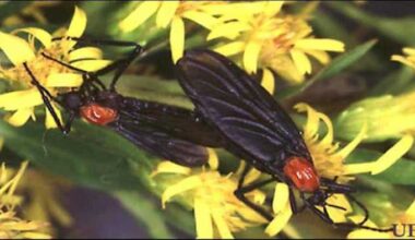 Are lovebugs coming back to Central Florida!?