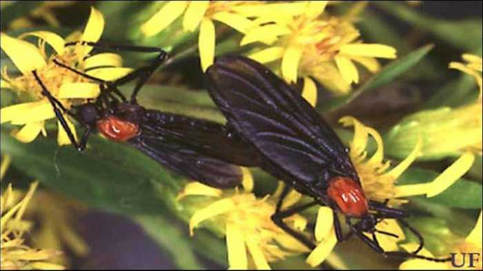 Are lovebugs coming back to Central Florida!?