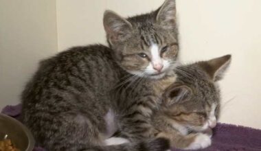 Jacksonville Humane Society asks for help as kitten season ramps up