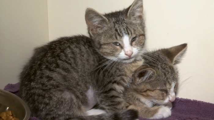 Jacksonville Humane Society asks for help as kitten season ramps up