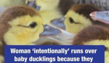 Neighbors describe heartbreak after ducklings run over, woman faces felony charges