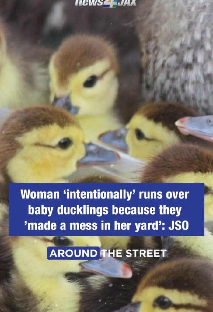 Neighbors describe heartbreak after ducklings run over, woman faces felony charges