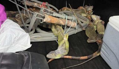 Zip-tied iguanas discovered during Central Florida traffic stop