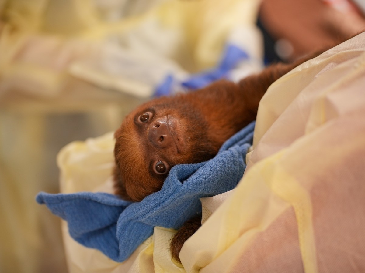 Florida Rep. Eskamani urges state AG to launch criminal probe into Sloth World