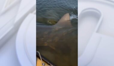 Watch: ‘Monster’ bull shark attacks Florida fisherman's kayak