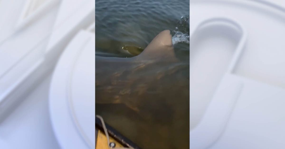 Watch: ‘Monster’ bull shark attacks Florida fisherman's kayak