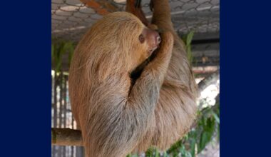 Habanero, Sloth World sloth, in critical condition, Central Florida Zoo, says