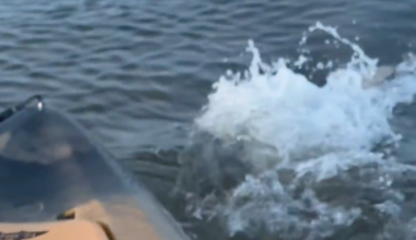 VIDEO: 'Monster' bull shark knocks into fisherman's kayak in Florida