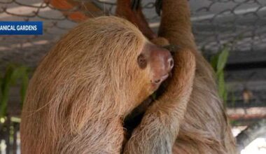 2nd rescued sloth dies at local zoo after Sloth World closure