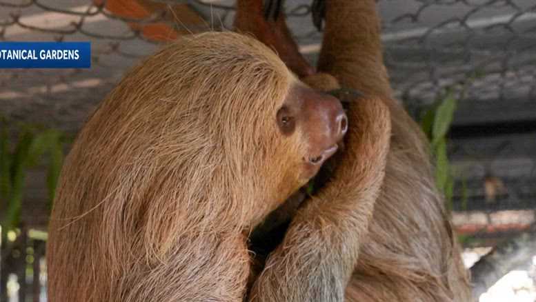 2nd rescued sloth dies at local zoo after Sloth World closure