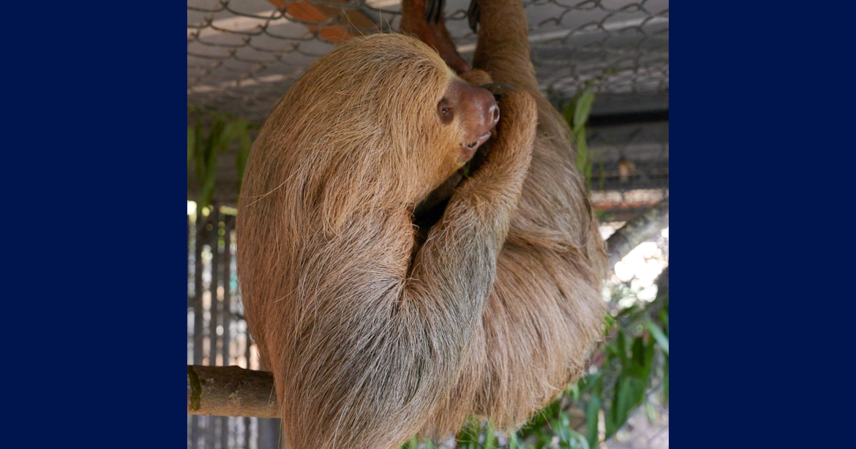 Habanero, Sloth World Sloth, dies; second rescued sloth death
