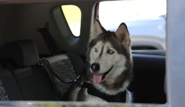 Florida deputies reuniting dog last seen in New Mexico with owner after 12 years