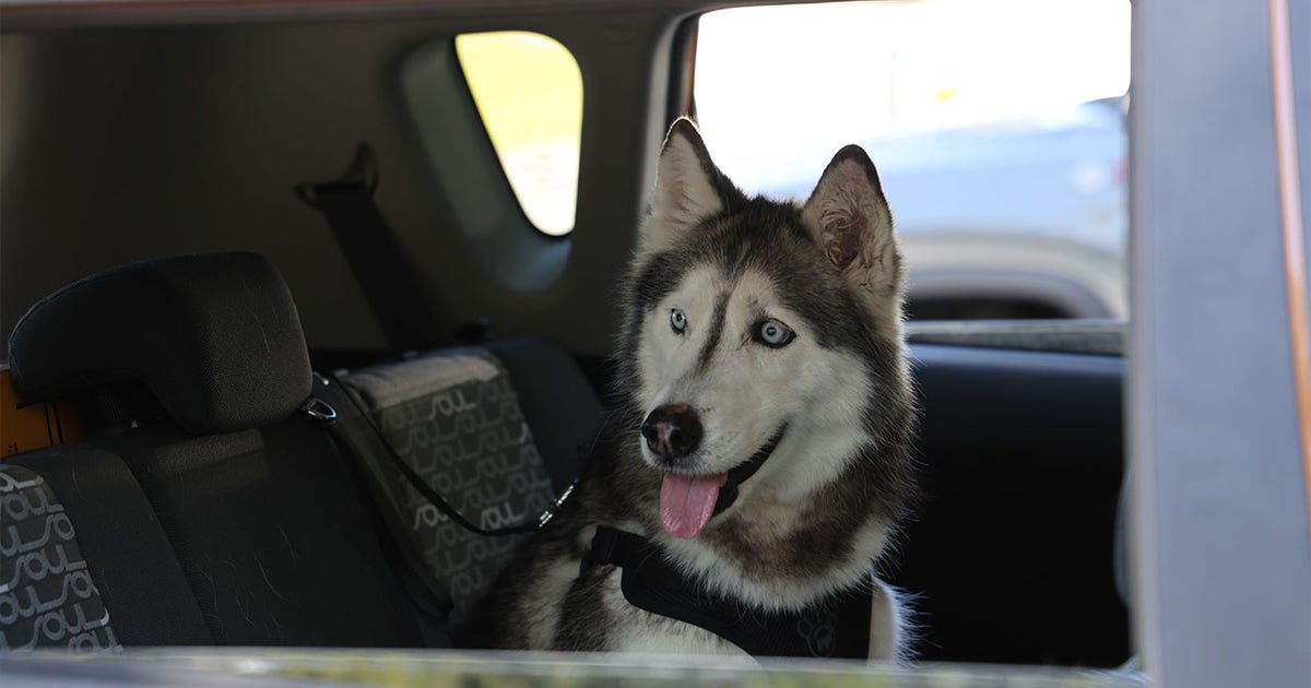 Florida deputies reuniting dog last seen in New Mexico with owner after 12 years