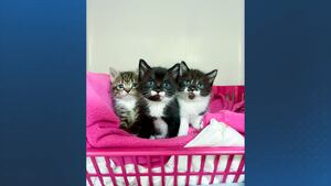 Yahoo news home