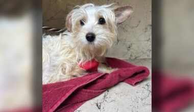 Hillsborough County puppy dies during surgery after abuse caught on camera: 'It's hard on our community'
