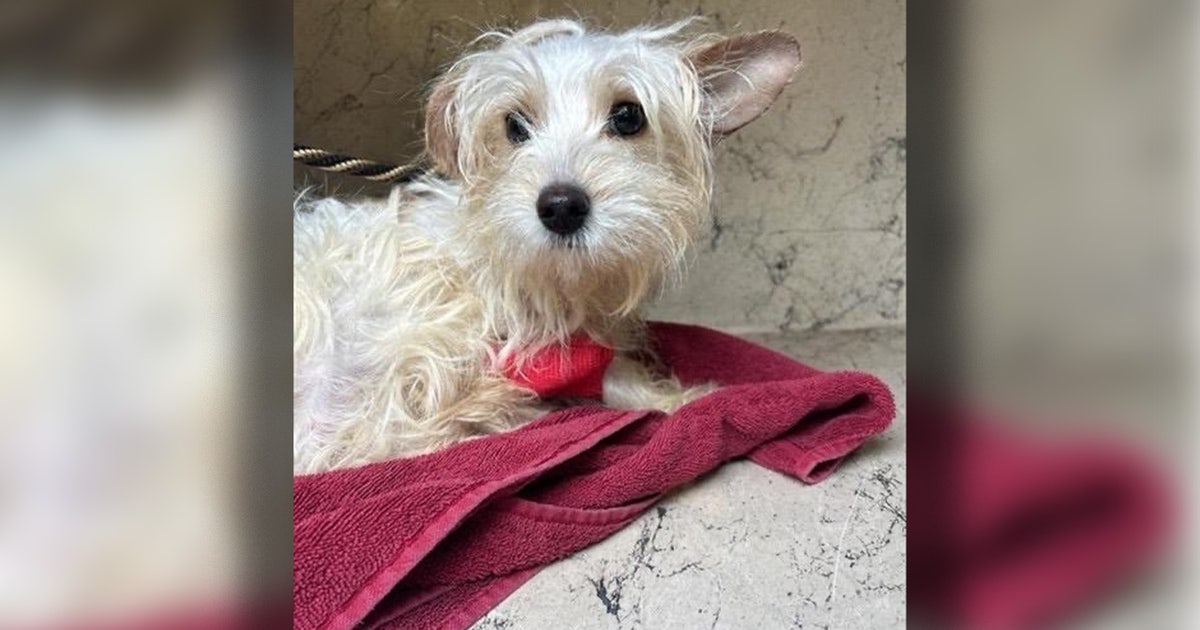 Hillsborough County puppy dies during surgery after abuse caught on camera: 'It's hard on our community'