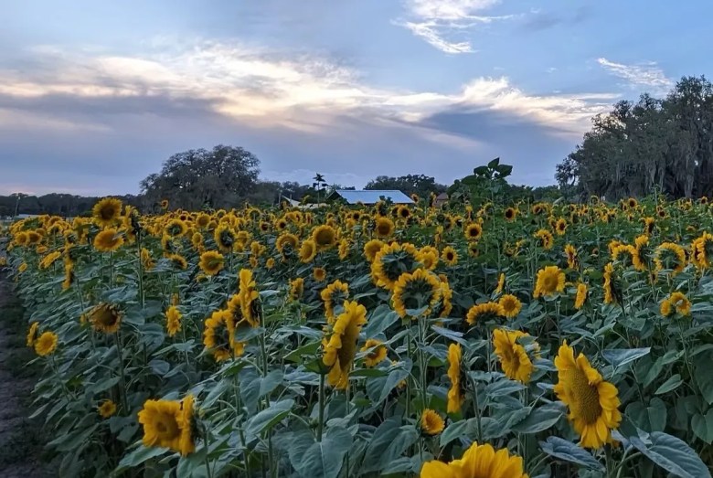 A field of sunflowers