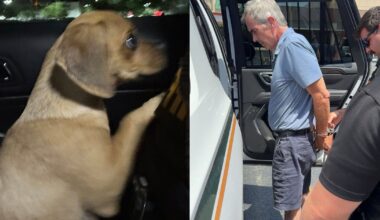 Florida man accused of strangling puppy suffering from cocaine-induced seizure