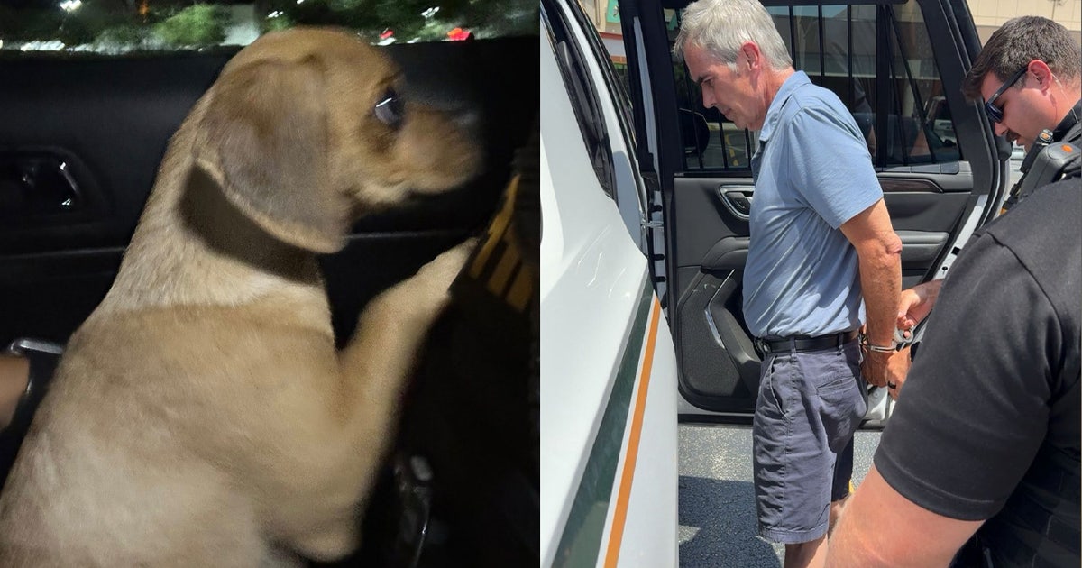 Florida man accused of strangling puppy suffering from cocaine-induced seizure