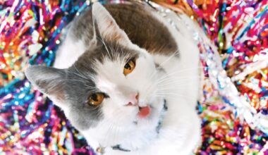 Thornton Park throws a cat-aclysmic monthlong birthday party for feline mayor LuLu