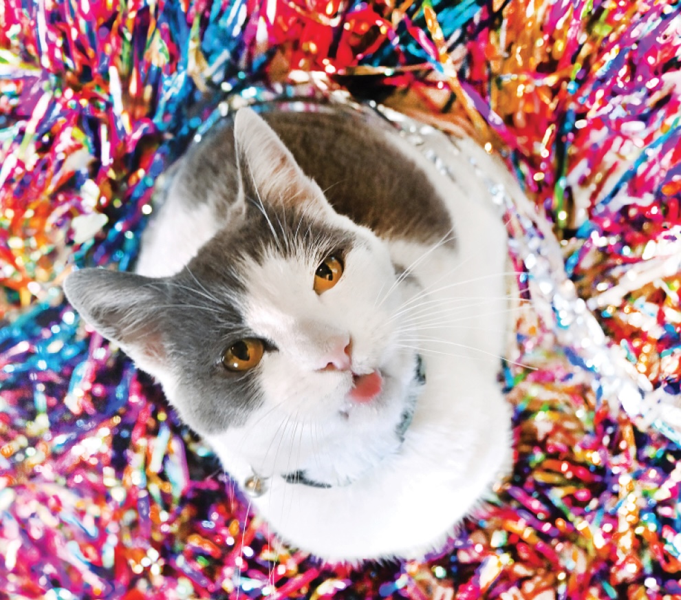 Thornton Park throws a cat-aclysmic monthlong birthday party for feline mayor LuLu