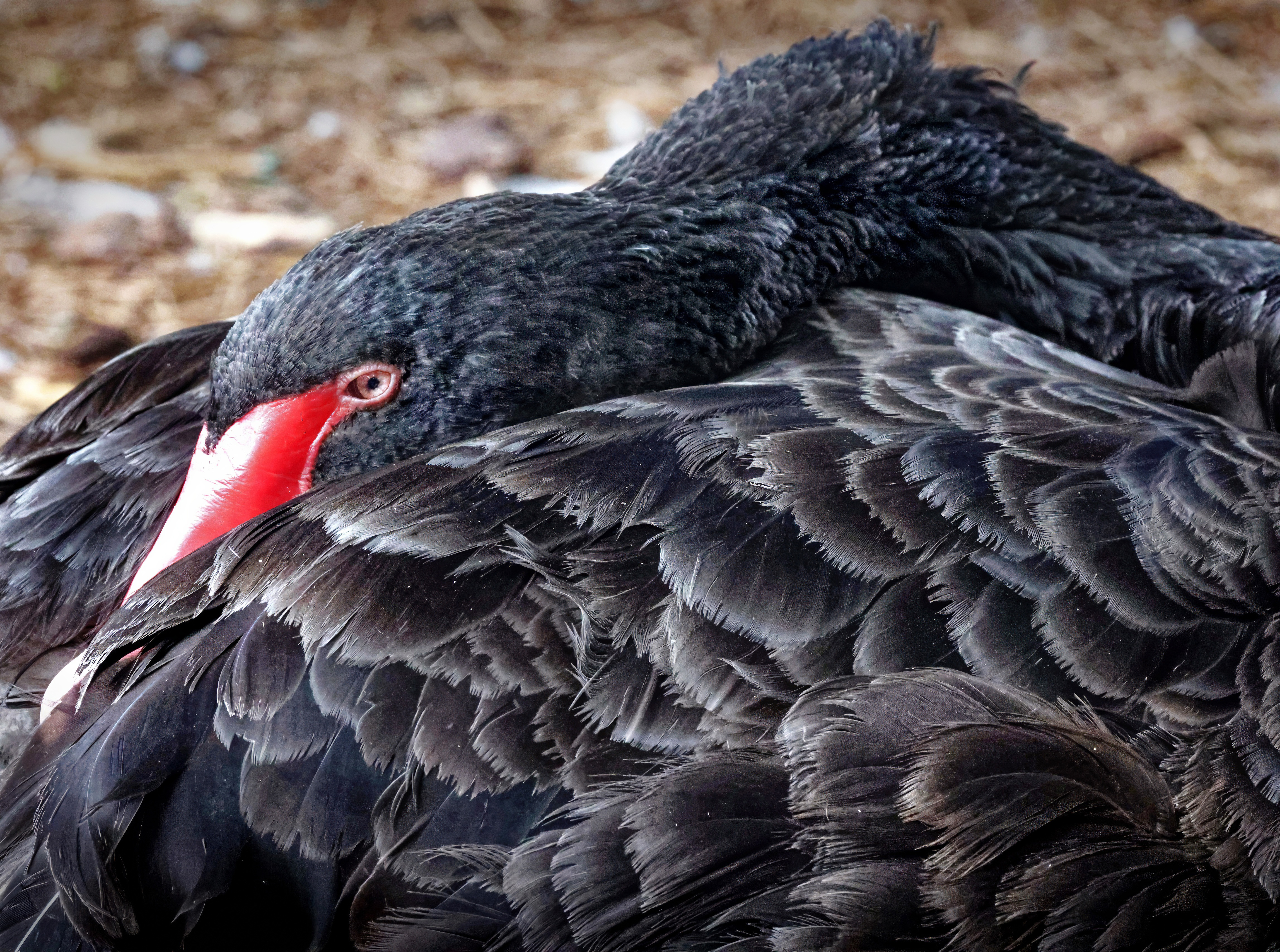 One of the Australian black swans at Lake Eola keeps...