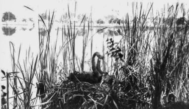 Lake Eola swans through the years – Orlando Sentinel