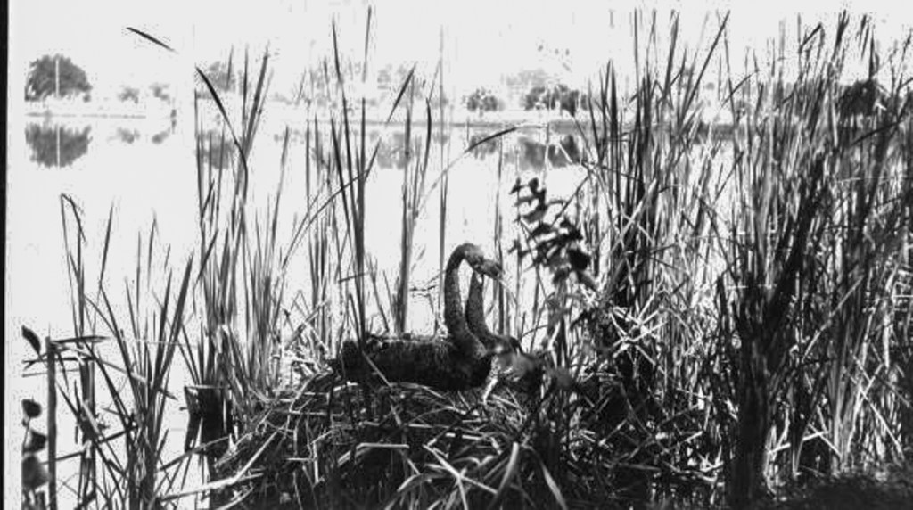 Lake Eola swans through the years – Orlando Sentinel