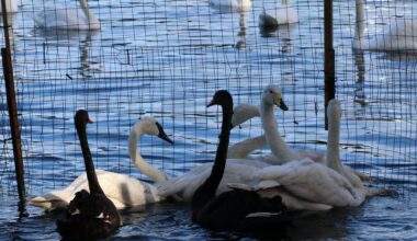 No more swans for Lake Eola? Orlando plans rehoming after avian flu
