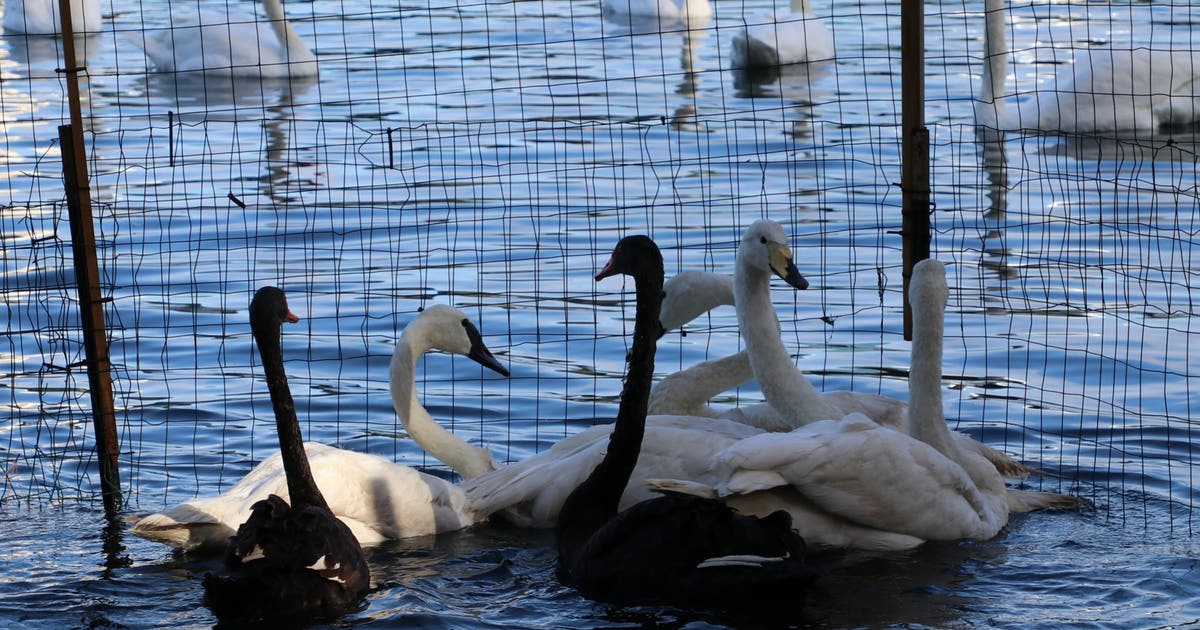 No more swans for Lake Eola? Orlando plans rehoming after avian flu