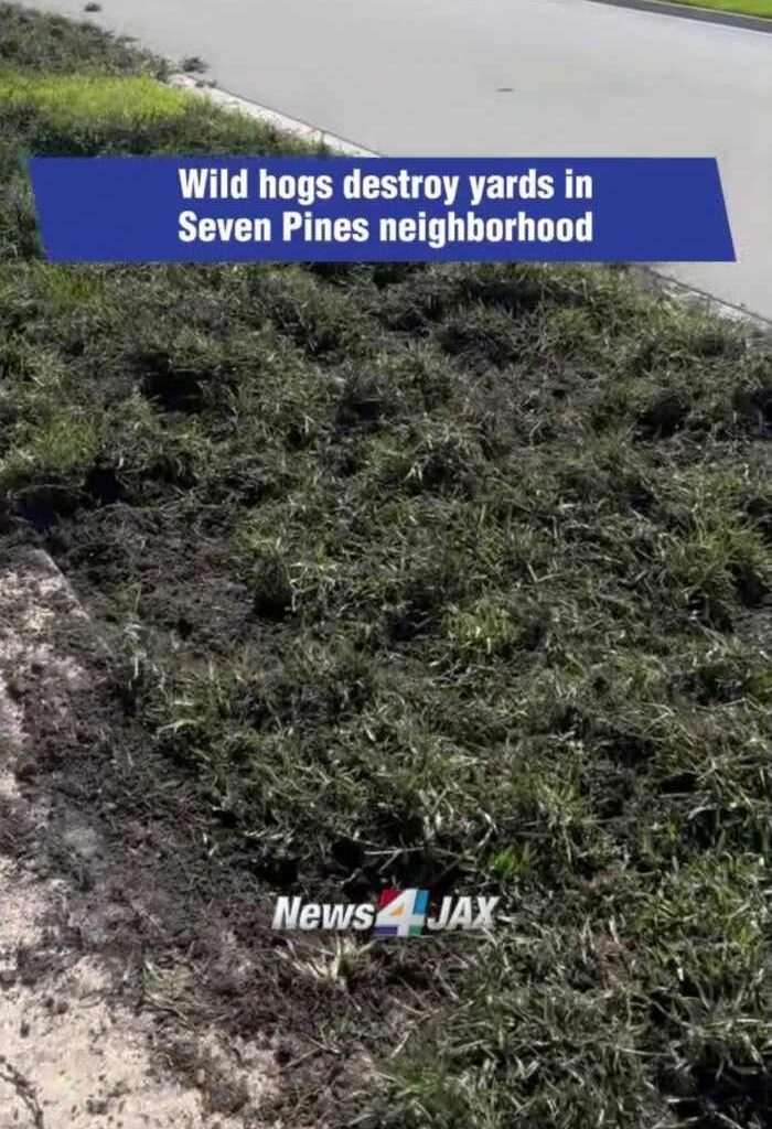 Wild hogs destroy yards in Seven Pines neighborhood