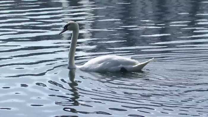 Orlando to relocate iconic Lake Eola swans after avian flu kills 29 birds