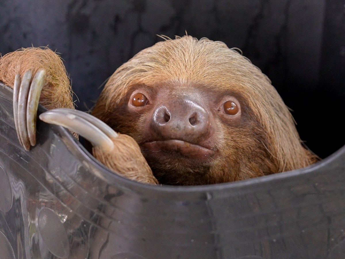 Third sloth, Dumpling, dies after rescue from Sloth World