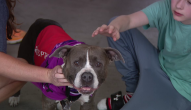 Fire trucks, free ice cream, and forever homes: first 'Heroes and Hounds' event held Saturday
