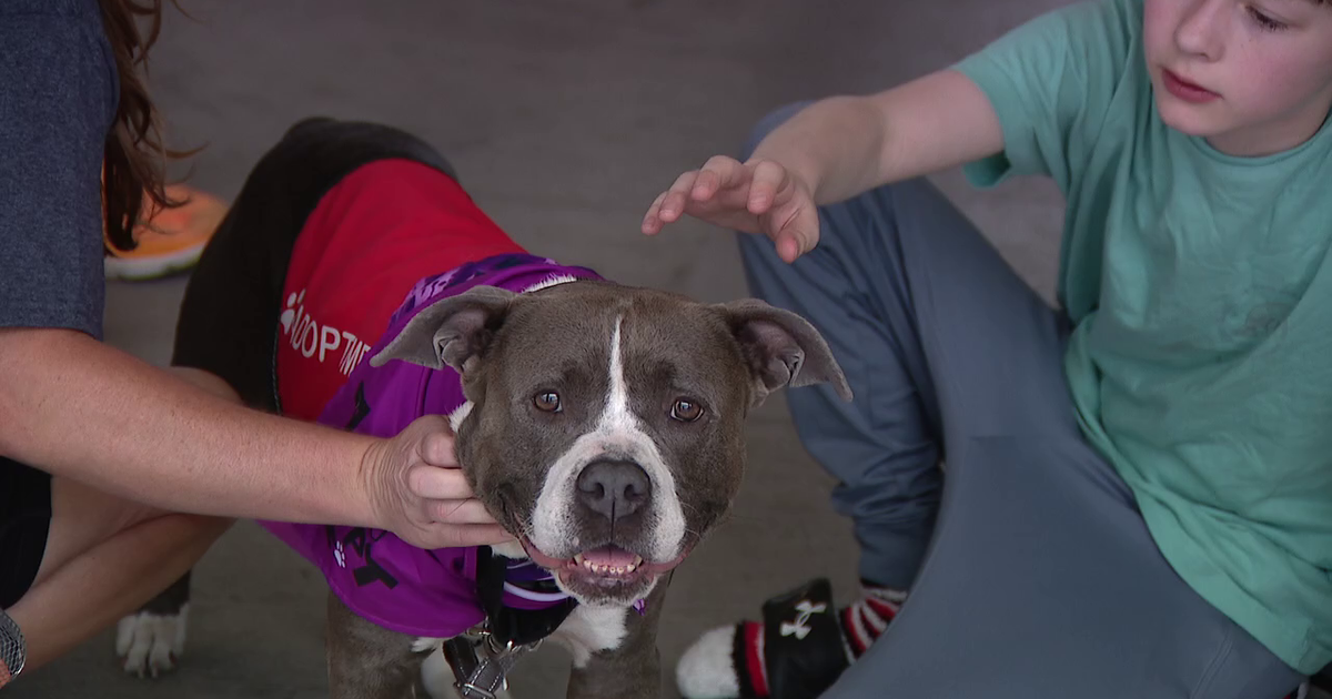 Fire trucks, free ice cream, and forever homes: first 'Heroes and Hounds' event held Saturday