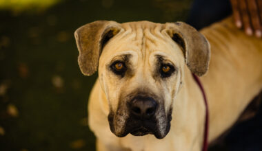 Adoptable dog Nalah is a big girl with a big heart