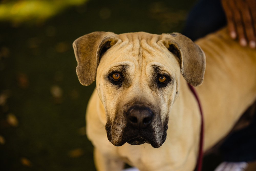 Adoptable dog Nalah is a big girl with a big heart