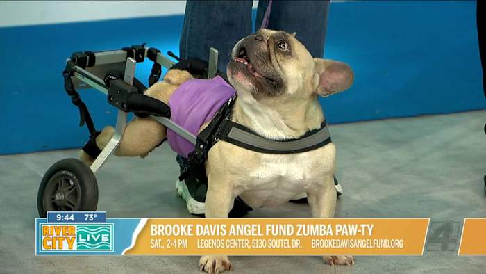 Brooke Davis Angel Fund Zumba Paw-ty