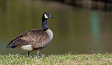 A Canada goose stands alert at the edge of a pond, its dark neck and white cheek patch in striking contrast to the sunlit feathers on its back. Known for their loud honking calls and graceful flight formations, Canada geese are among the most recognizable waterfowl in North America.