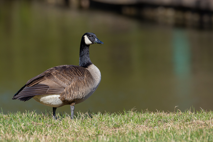 A Canada goose stands alert at the edge of a pond, its dark neck and white cheek patch in striking contrast to the sunlit feathers on its back. Known for their loud honking calls and graceful flight formations, Canada geese are among the most recognizable waterfowl in North America.