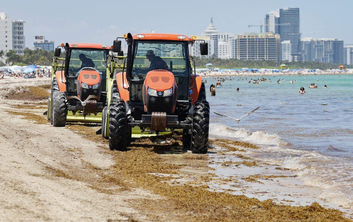 Miami-Dade spends nearly $4 million to rake sargassum off its beaches and take it to the landfill as seen at South Pointe Park Pier.
