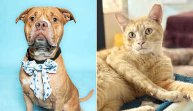 Massimo, Ginseng Waiting for Forever Homes at Broward County Animal Care – Coral Springs Talk