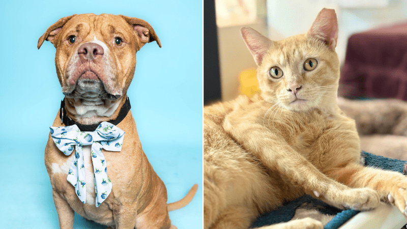 Massimo, Ginseng Waiting for Forever Homes at Broward County Animal Care – Coral Springs Talk