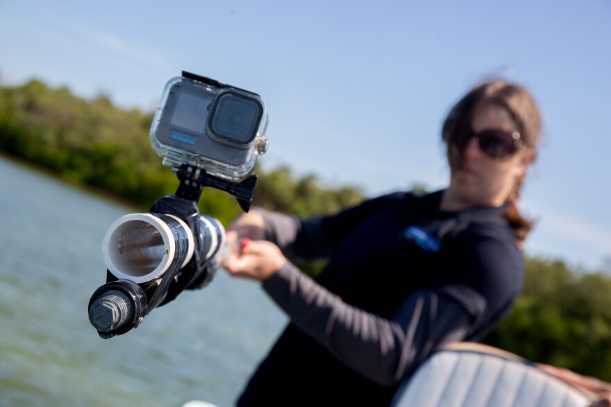 Environmental scientist Tara Harter gets ready to deploy a PVC pipe into Tampa Bay that has a Gopro camera attahced to videotape seagrass growth on the sea floor. Video files are analyzed later, along with other data captured on the scene.