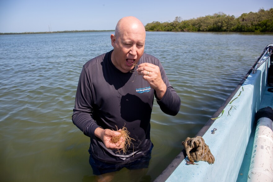 A band man in b;ack diving clothes tastes an orange stringy plant. He's standing in waist-deep water next to a small boat with blue sides. 