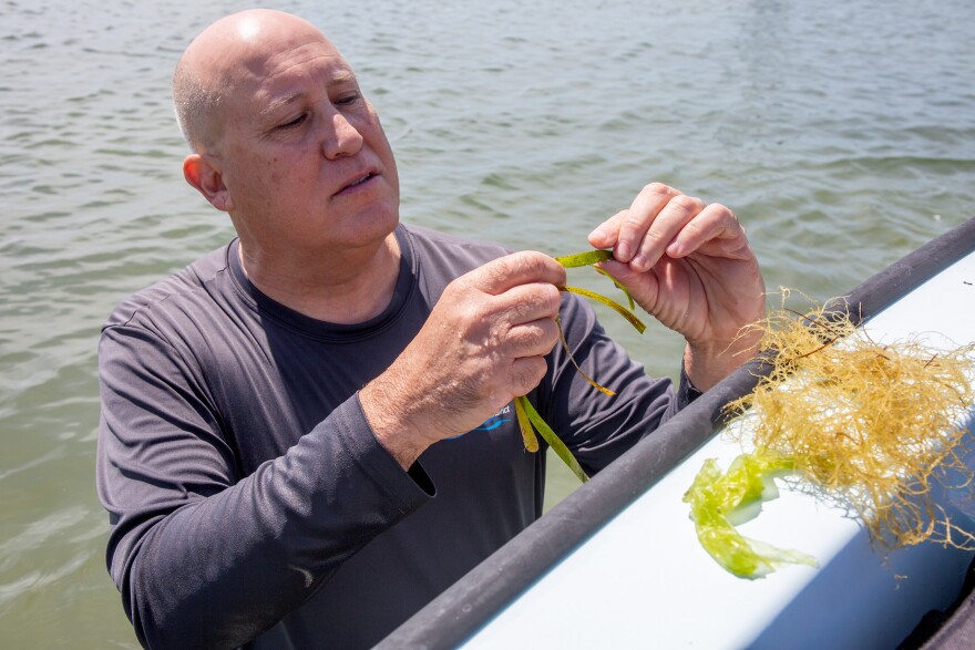 A bald man in black divin clothing stands in water next to a boat with blue sides, Je holds up a long blade of seagrass between his fingers.