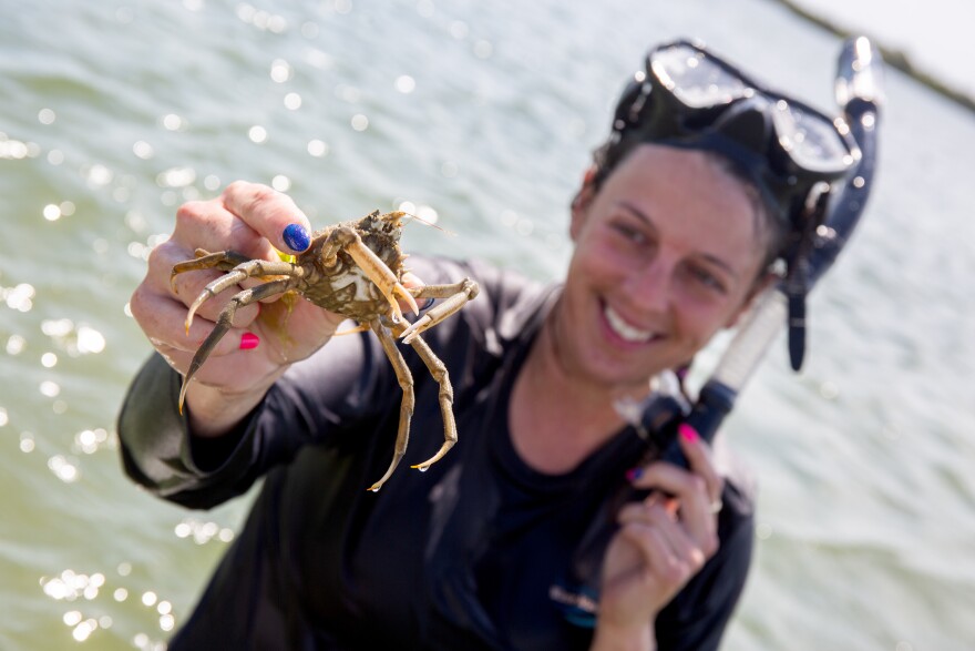A woman wearing black diving gear and a snorkel mask smiles and shows off a small, yellowish grab.