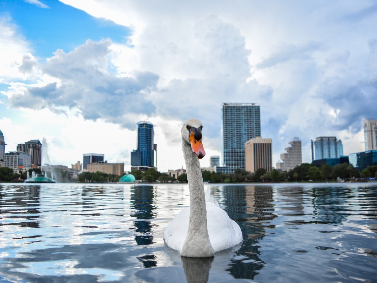 Lake Eola swans to be rehomed after long battle with bird flu