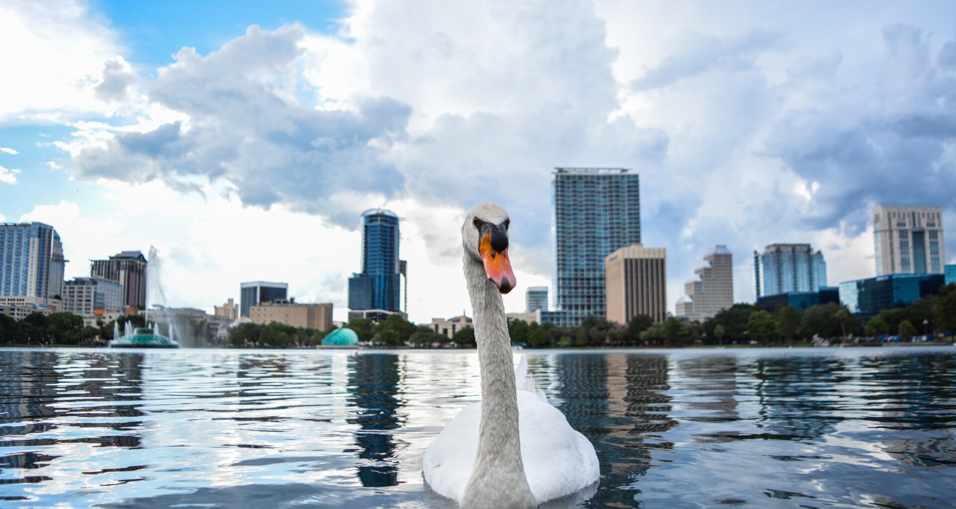 Lake Eola swans to be rehomed after long battle with bird flu