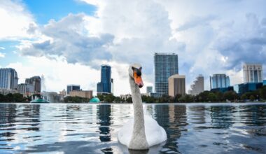 Lake Eola swans to be rehomed after long battle with bird flu